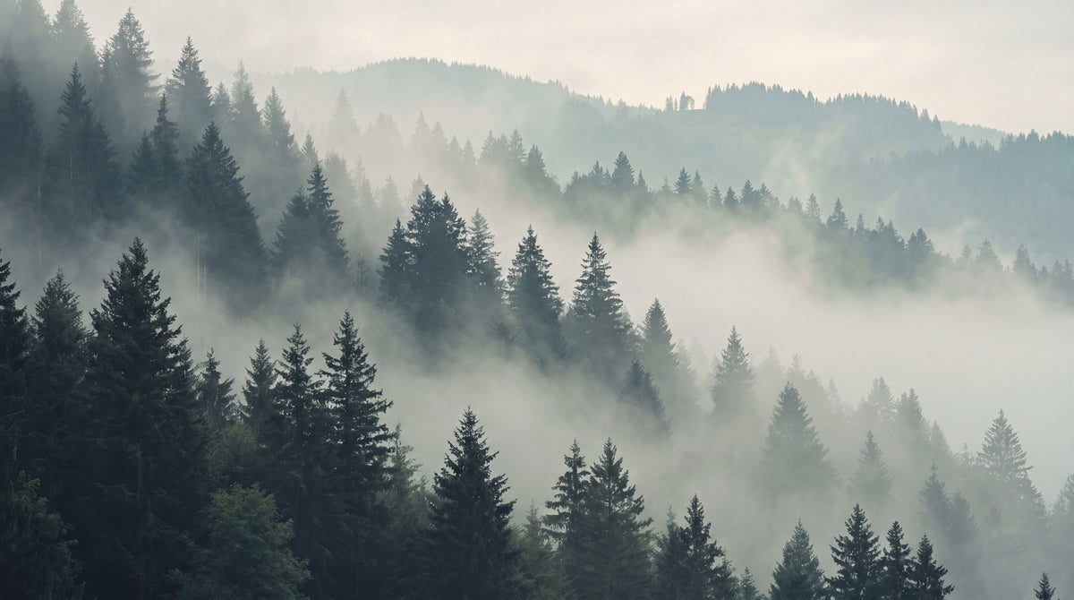 Cloudwrapped Conifers Forest Wallpaper - Gray Woodland Scenery Landscape Peel and Stick Wall Mural - Design