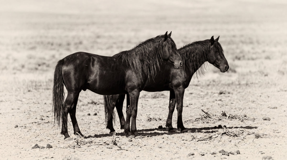 Desert Companions Beige Horse Wallpaper - Minimalist Animal Wall Mural Peel and Stick - Design