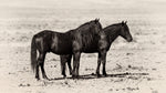 Desert Companions Beige Horse Wallpaper - Minimalist Animal Wall Mural Peel and Stick - Design