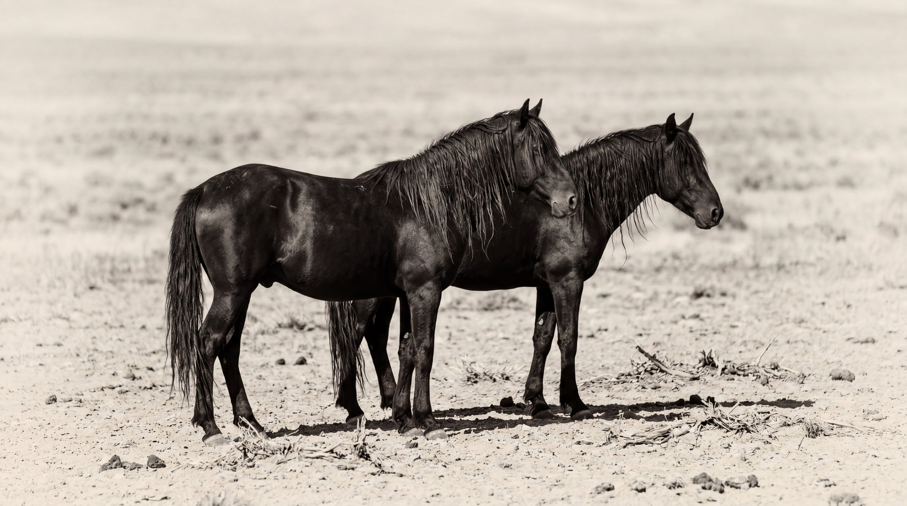 Desert Companions Beige Horse Wallpaper - Minimalist Animal Wall Mural Peel and Stick - Design