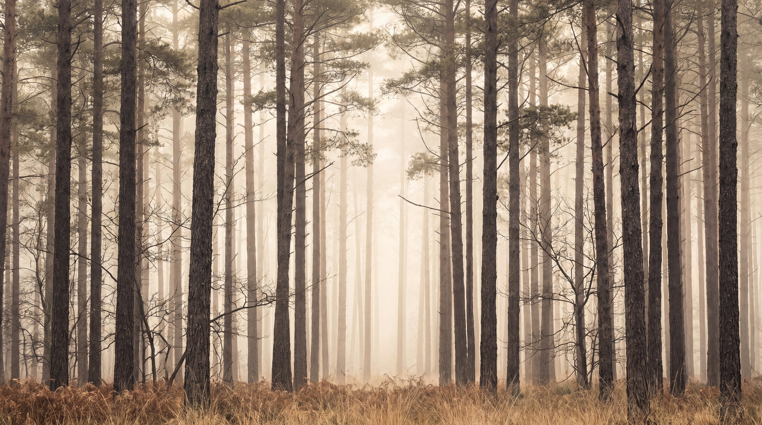 Foggy Grove Beige Forest Wallpaper - Woodland Wallpaper Peel and Stick Wall Mural - Design