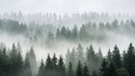 Foggy Pines Gray Forest Wallpaper - Woodland Scenery Landscape Peel and Stick Wall Mural - Design