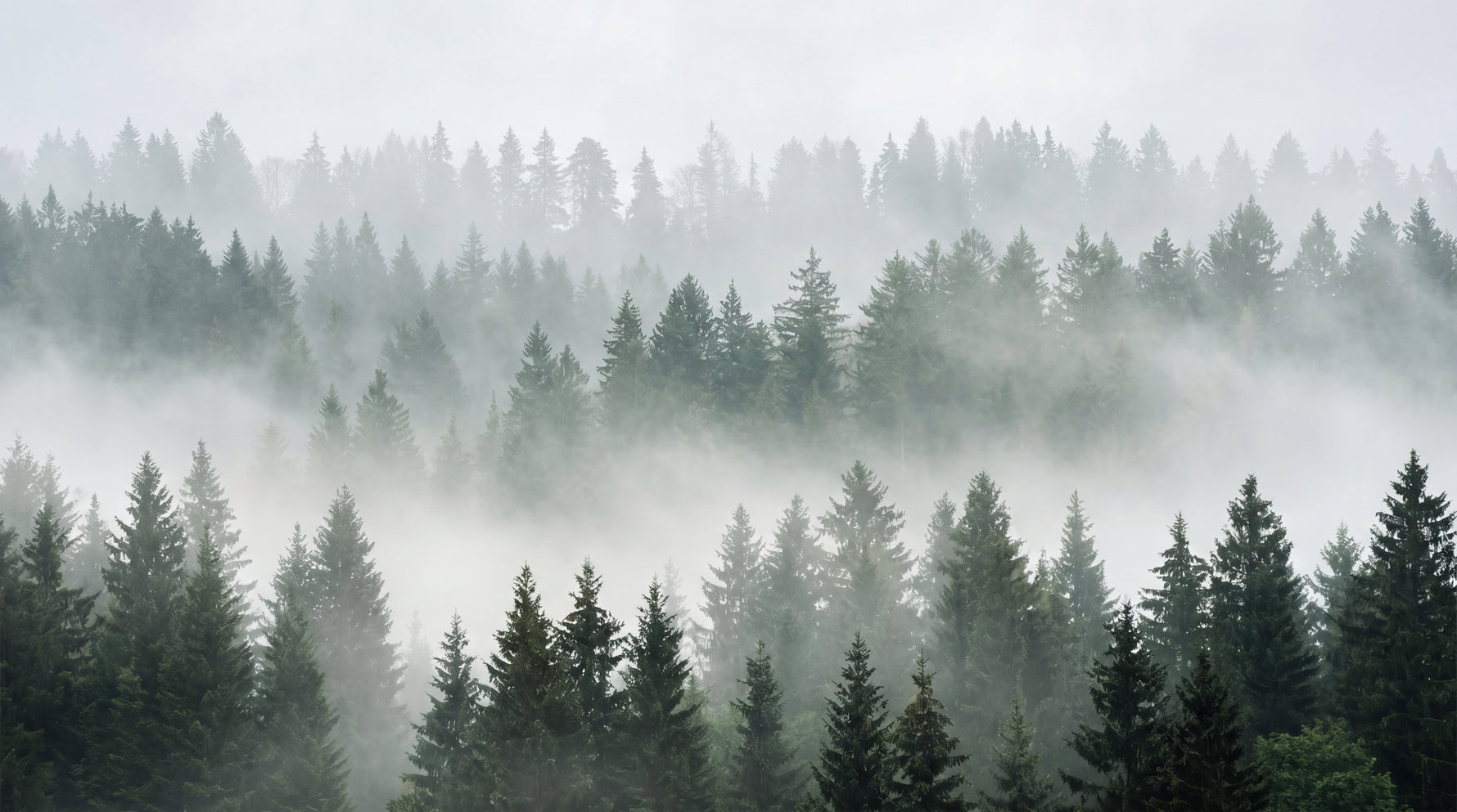 Foggy Pines Gray Forest Wallpaper - Woodland Scenery Landscape Peel and Stick Wall Mural - Design