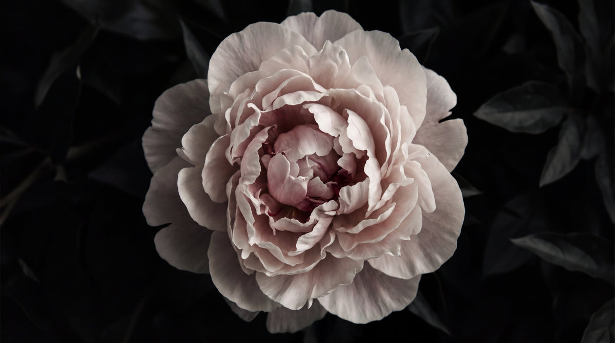 Hushed Bloom Pink Floral Wallpaper - Dark Vintage Flower Wall Mural Aesthetic Removable - Design