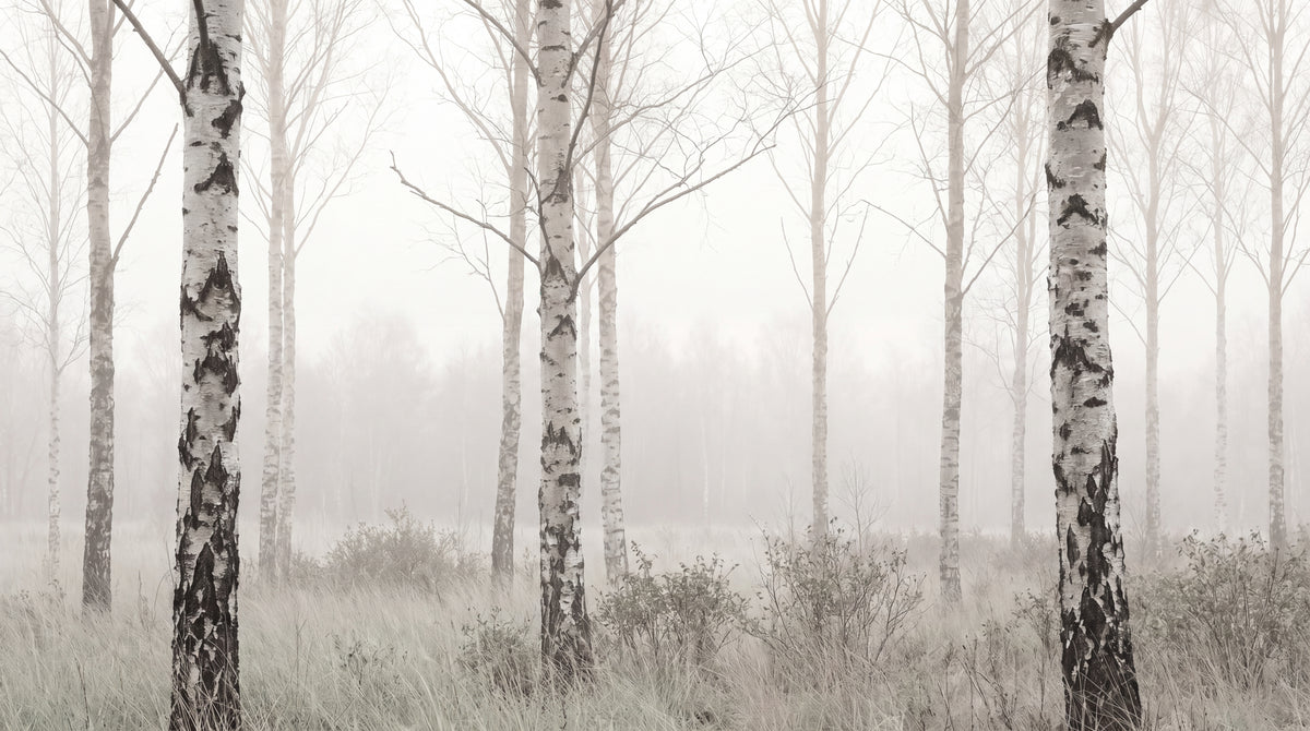 Misted Birches - Gray Forest Wallpaper - Scandinavian Woodland Wallpaper Wall Mural - Design