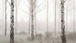 Misted Birches - Gray Forest Wallpaper - Scandinavian Woodland Wallpaper Wall Mural - Design