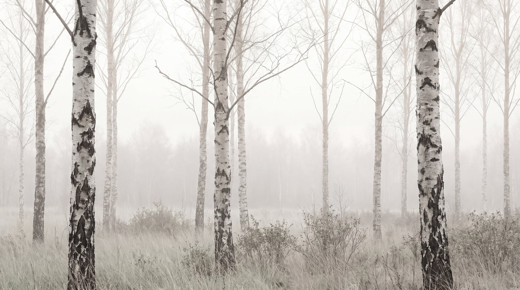 Misted Birches - Gray Forest Wallpaper - Scandinavian Woodland Wallpaper Wall Mural - Design