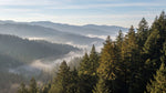 Misty Ridge - Green Mountain Wallpaper - Forest Landscape Scenery Woodland Peel and Stick Wall Mural - Design