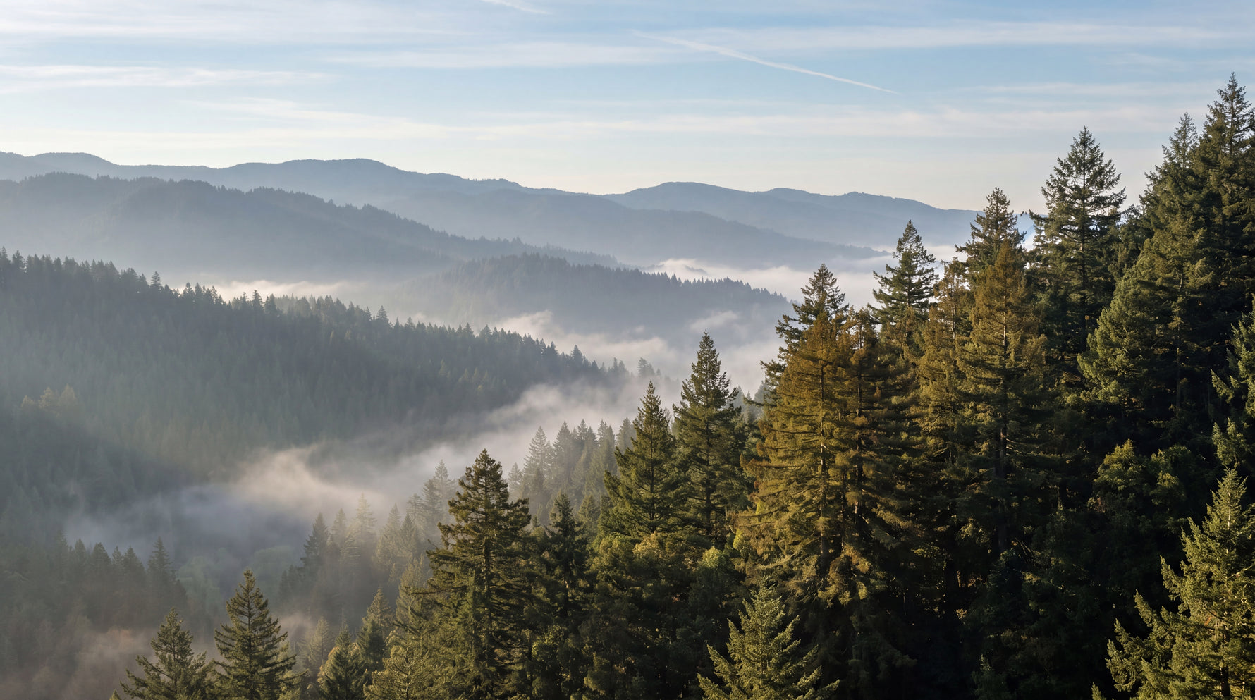 Misty Ridge - Green Mountain Wallpaper - Forest Landscape Scenery Woodland Peel and Stick Wall Mural - Design