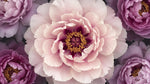 Opaline Peony Pink Flower Wallpaper - Light Pink Floral Wall Mural Aesthetic - Design