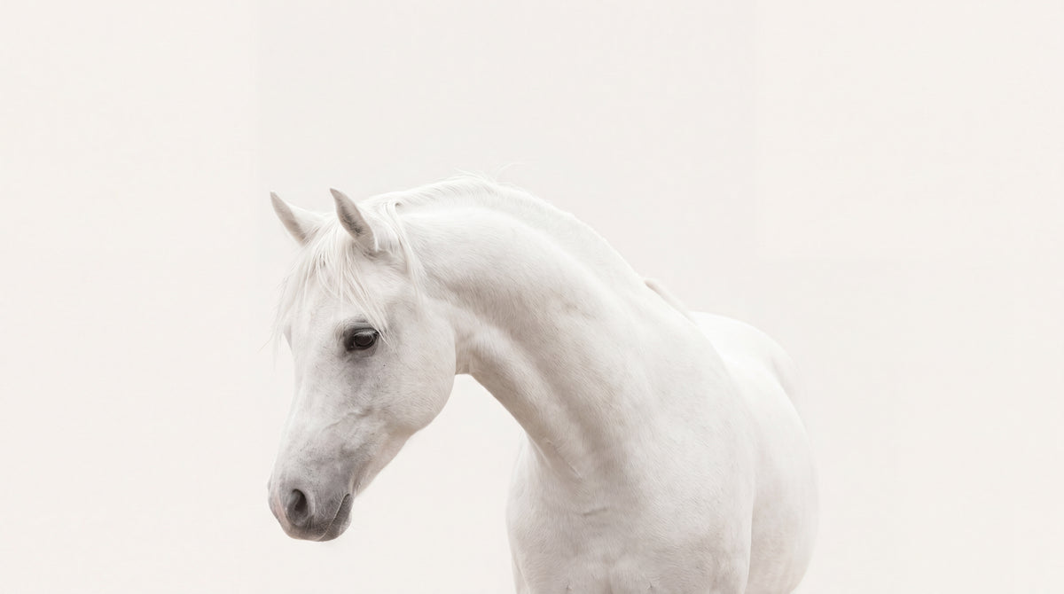 Porcelain Mare White Horse Wallpaper - Minimalist Animal Wall Mural Peel and Stick - Design