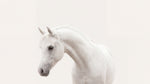 Porcelain Mare White Horse Wallpaper - Minimalist Animal Wall Mural Peel and Stick - Design