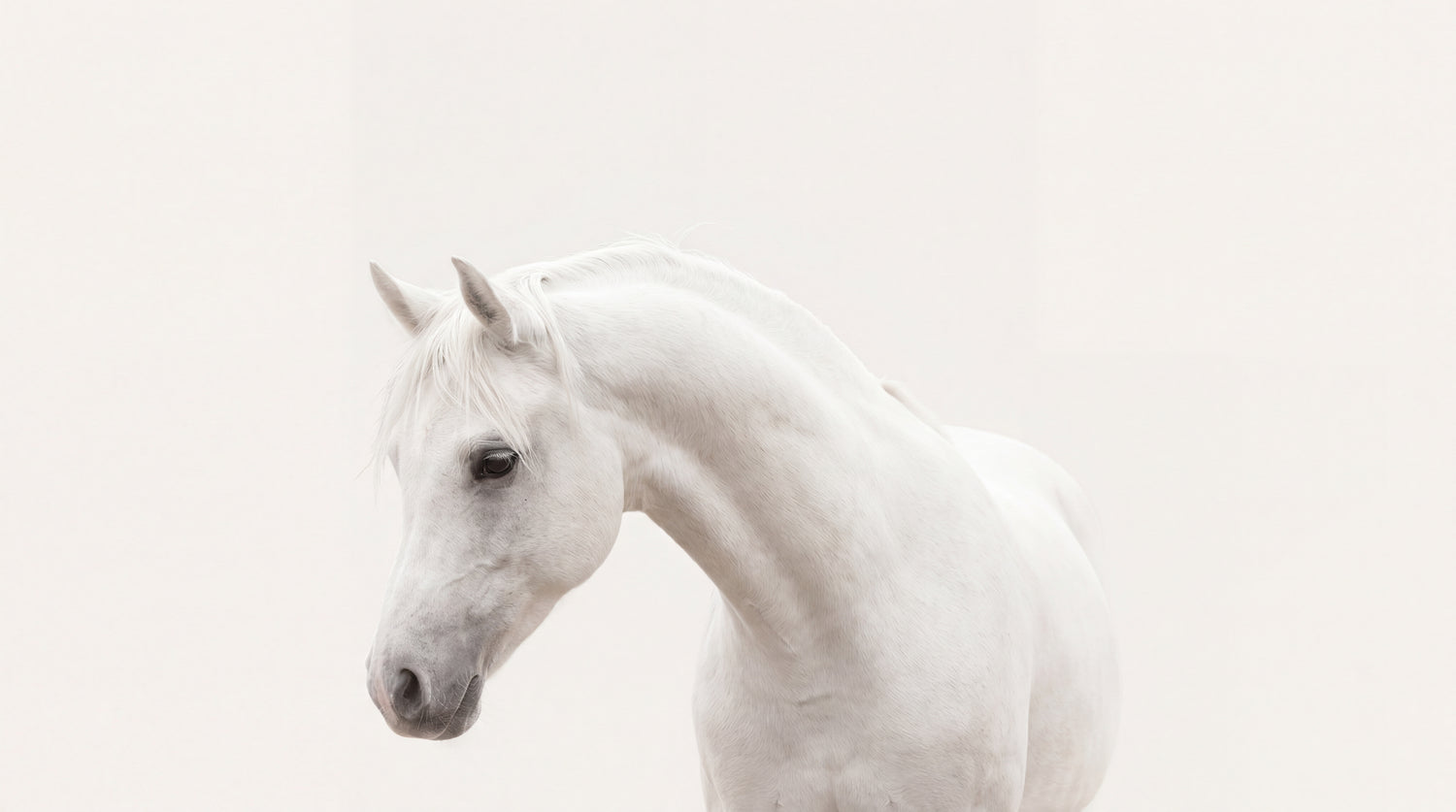 Porcelain Mare White Horse Wallpaper - Minimalist Animal Wall Mural Peel and Stick - Design