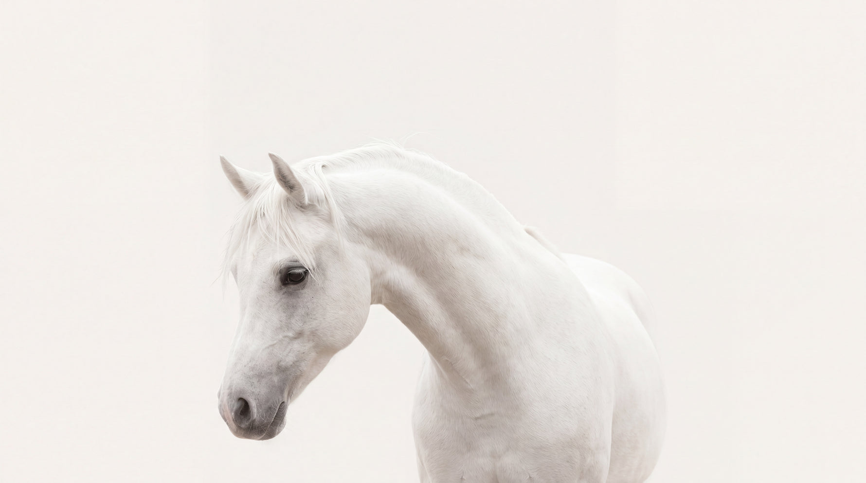 Porcelain Mare White Horse Wallpaper - Minimalist Animal Wall Mural Peel and Stick - Design