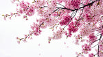 Sakura Whisper - Pink Cherry Blossom Wallpaper - Japanese Botanical Greenery Peel and Stick Wall Mural - Design