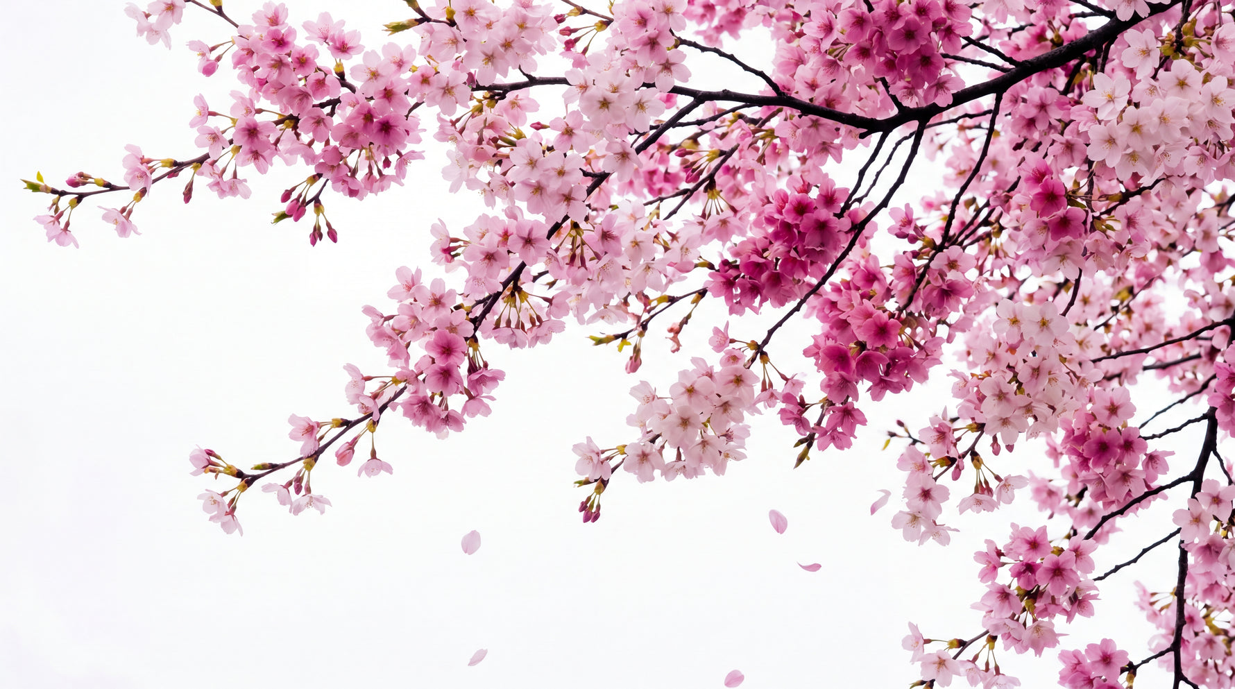 Sakura Whisper - Pink Cherry Blossom Wallpaper - Japanese Botanical Greenery Peel and Stick Wall Mural - Design