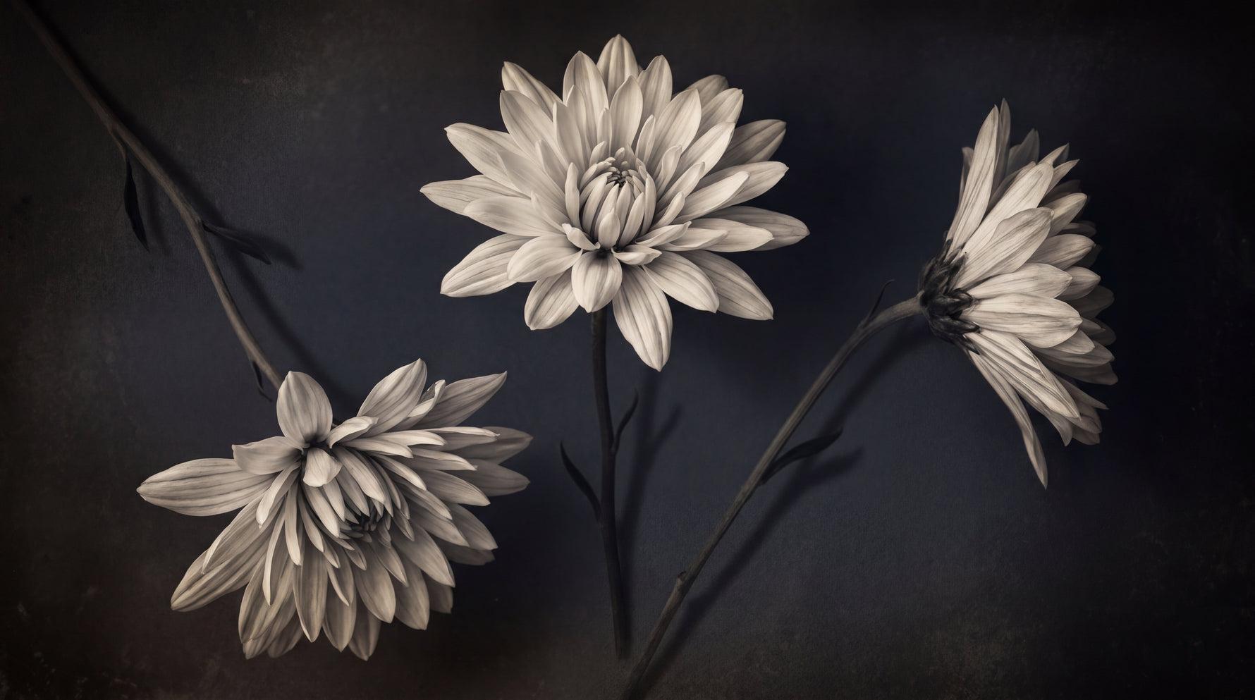 Sepia Dahlia Whisper Dark Floral Wallpaper - Dark Vintage Flower Wall Mural Black Aesthetic - Design