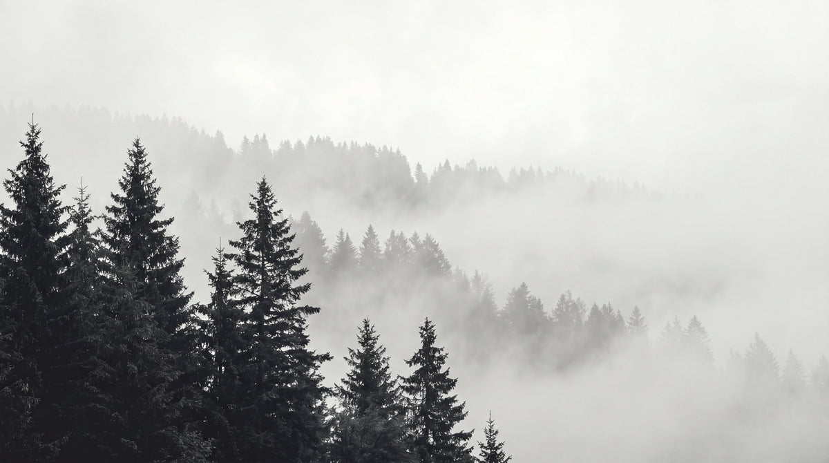 Slate Evergreen Gray Forest Wallpaper - Minimalist Landscape Scenery Woodland Peel and Stick Wall Mural - Design