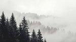 Slate Evergreen Gray Forest Wallpaper - Minimalist Landscape Scenery Woodland Peel and Stick Wall Mural - Design