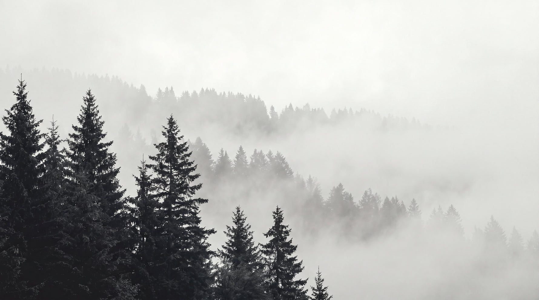 Slate Evergreen Gray Forest Wallpaper - Minimalist Landscape Scenery Woodland Peel and Stick Wall Mural - Design
