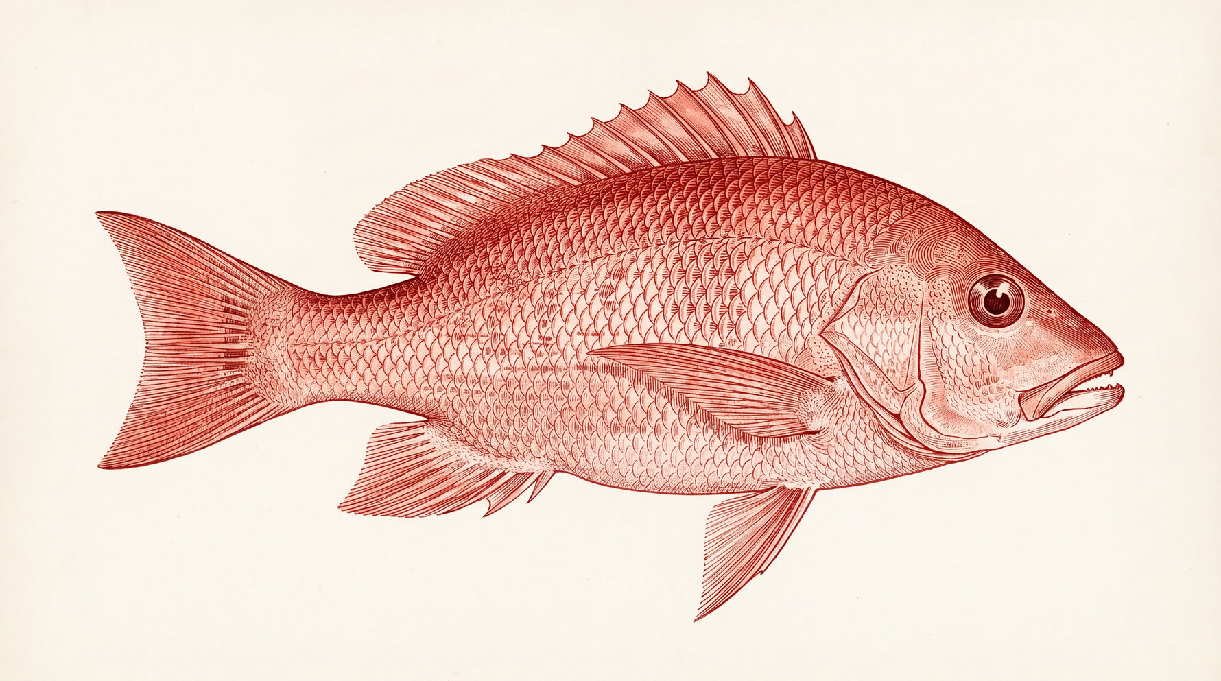 Snapper Engraving Fish Wallpaper - Red Animal Wallpaper Peel and Stick - Design