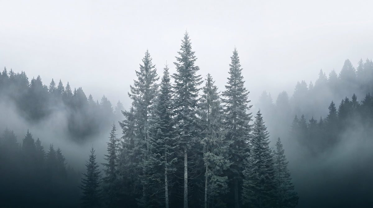 Spruce Hollow Gray Forest Wallpaper - Woodland Scenery Landscape Peel and Stick Wall Mural - Design