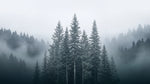 Spruce Hollow Gray Forest Wallpaper - Woodland Scenery Landscape Peel and Stick Wall Mural - Design