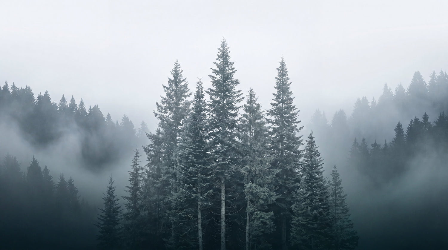 Spruce Hollow Gray Forest Wallpaper - Woodland Scenery Landscape Peel and Stick Wall Mural - Design