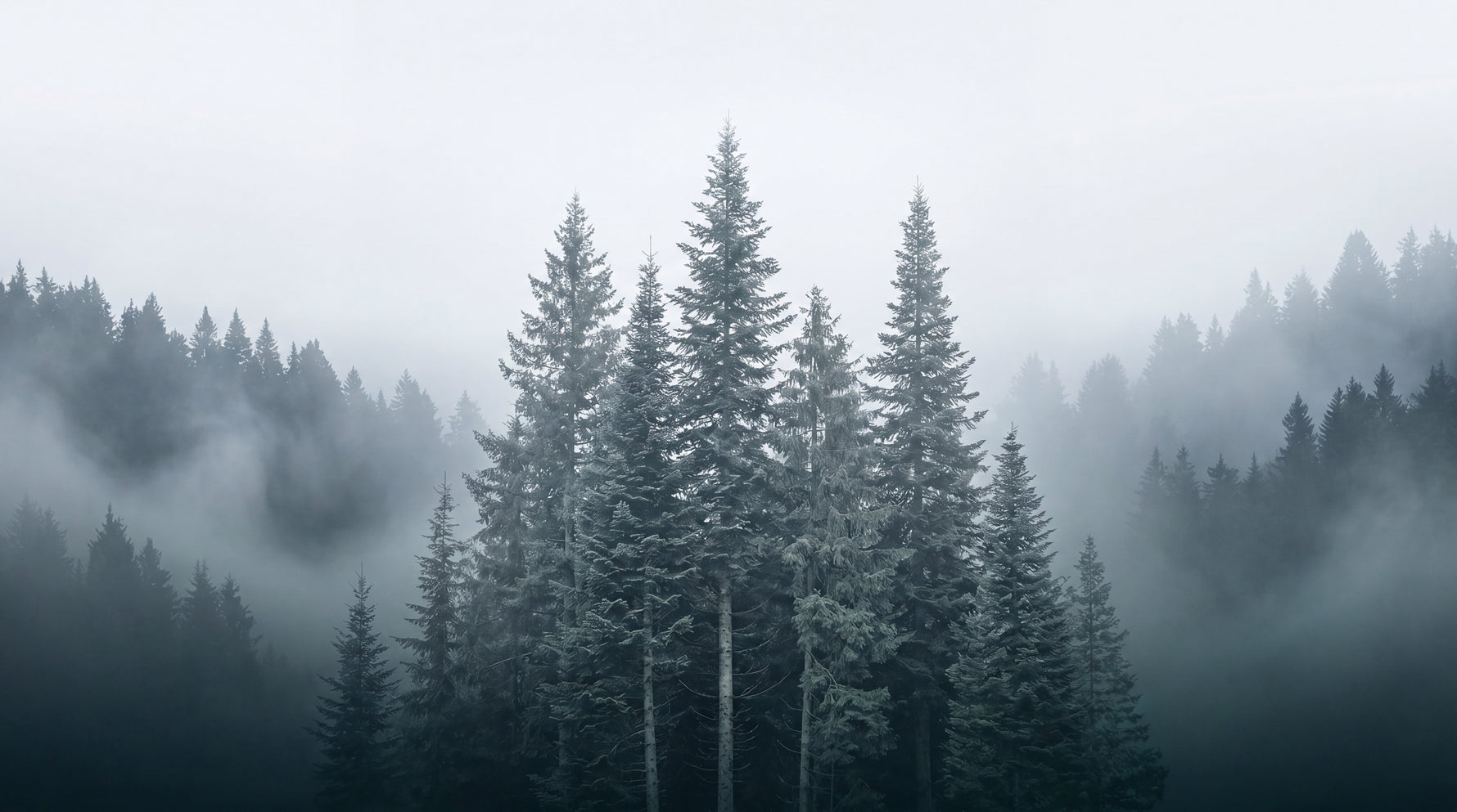 Spruce Hollow Gray Forest Wallpaper - Woodland Scenery Landscape Peel and Stick Wall Mural - Design