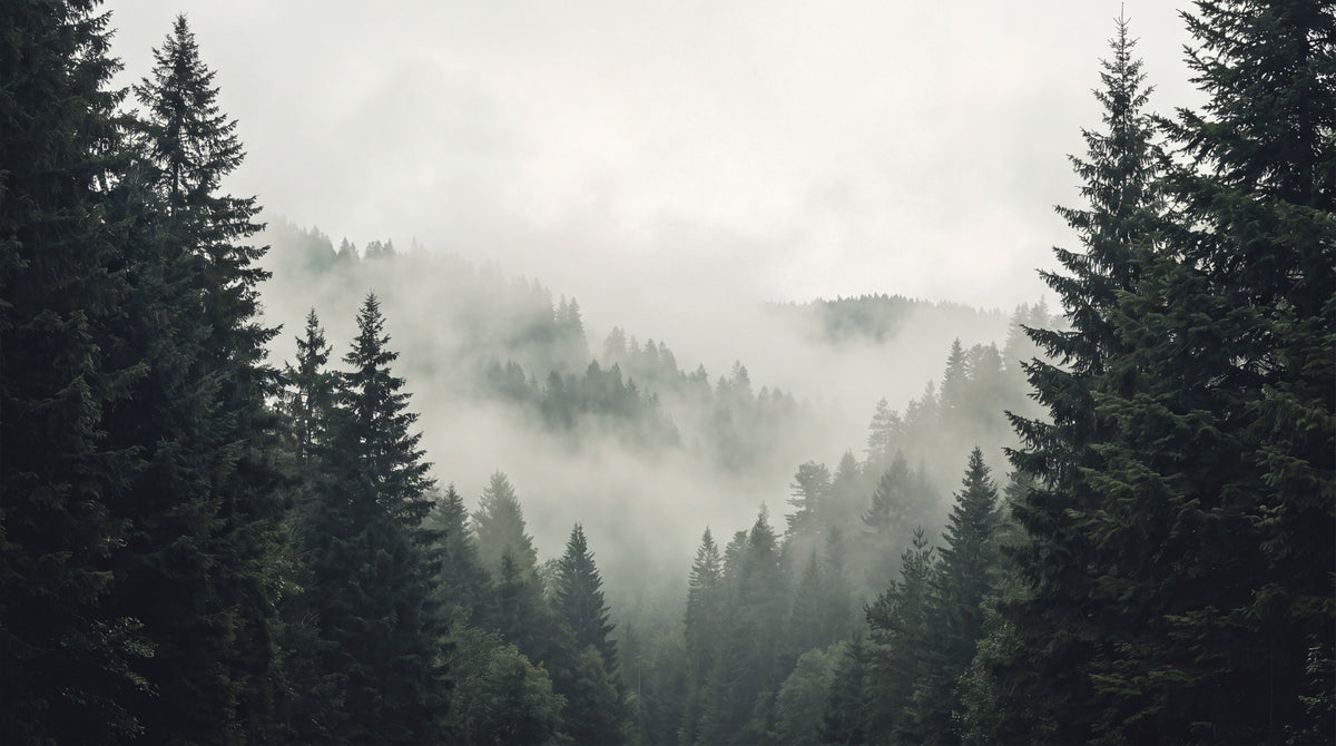 Stillwood Hush Gray Forest Wallpaper - Woodland Scenery Landscape Peel and Stick Wall Mural - Design