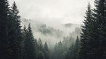 Stillwood Hush Gray Forest Wallpaper - Woodland Scenery Landscape Peel and Stick Wall Mural - Design