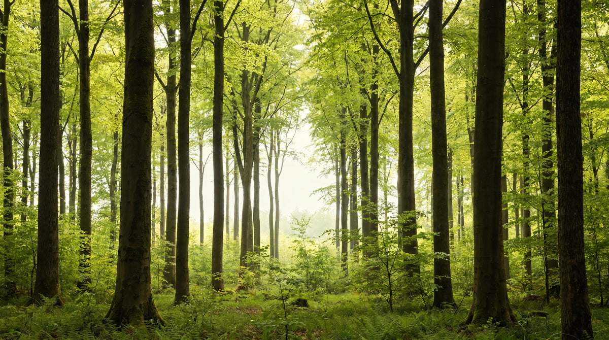 Sunlit Beechwood Green Forest Wallpaper - Woodland Greenery Scenery Landscape Peel and Stick Wall Mural - Design