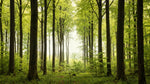 Sunlit Beechwood Green Forest Wallpaper - Woodland Greenery Scenery Landscape Peel and Stick Wall Mural - Design