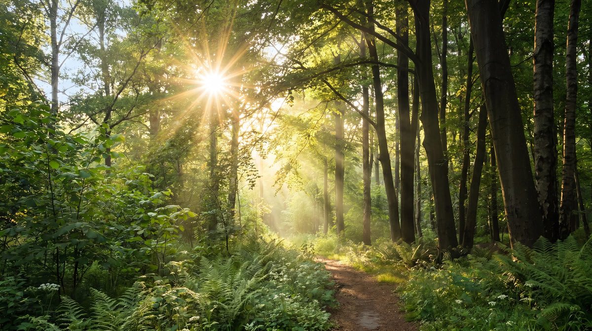 Sunray Thicket Green Forest Wallpaper - Woodland Greenery Scenery Landscape Peel and Stick Wall Mural - Design
