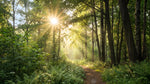 Sunray Thicket Green Forest Wallpaper - Woodland Greenery Scenery Landscape Peel and Stick Wall Mural - Design