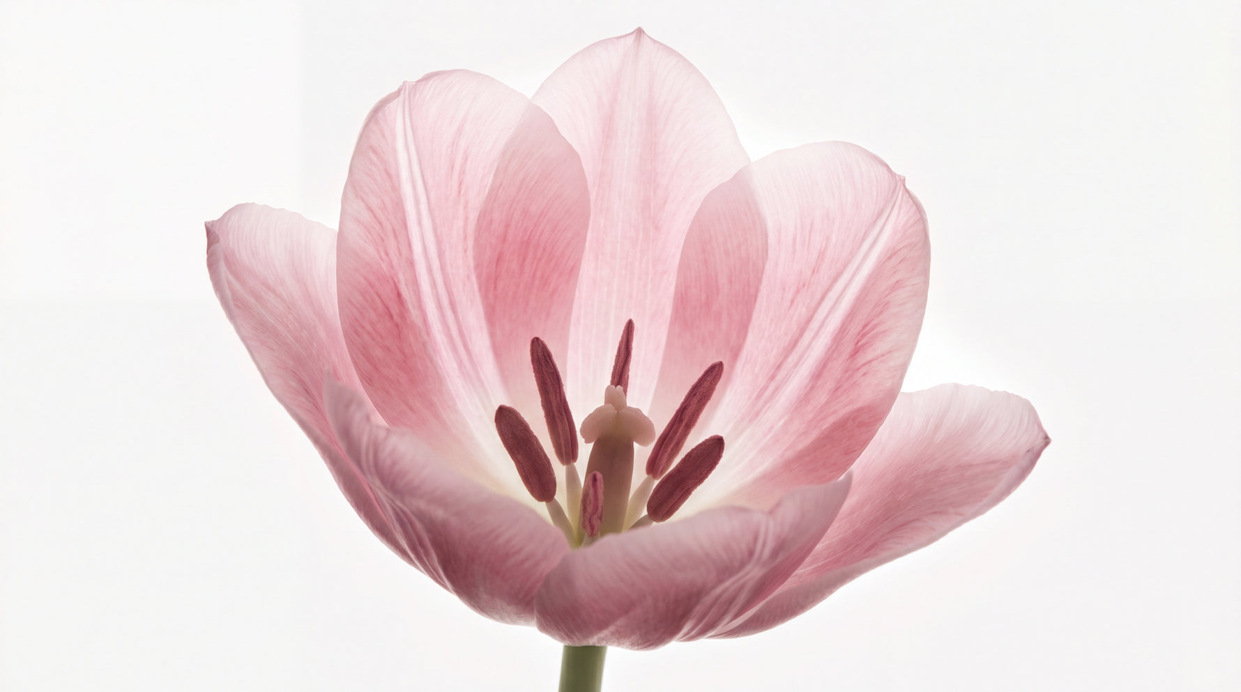 Tulip Breath Pink Flower Wallpaper - Light Pink Floral Wallpaper Peel and Stick Minimalist Mural - Design